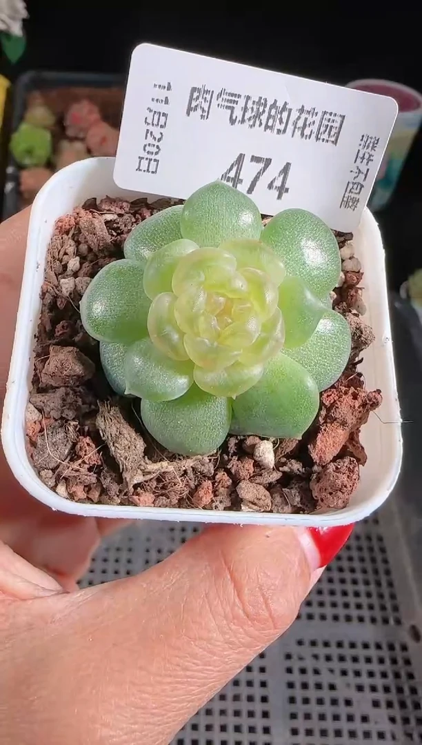 1120-474流莹群生不包整