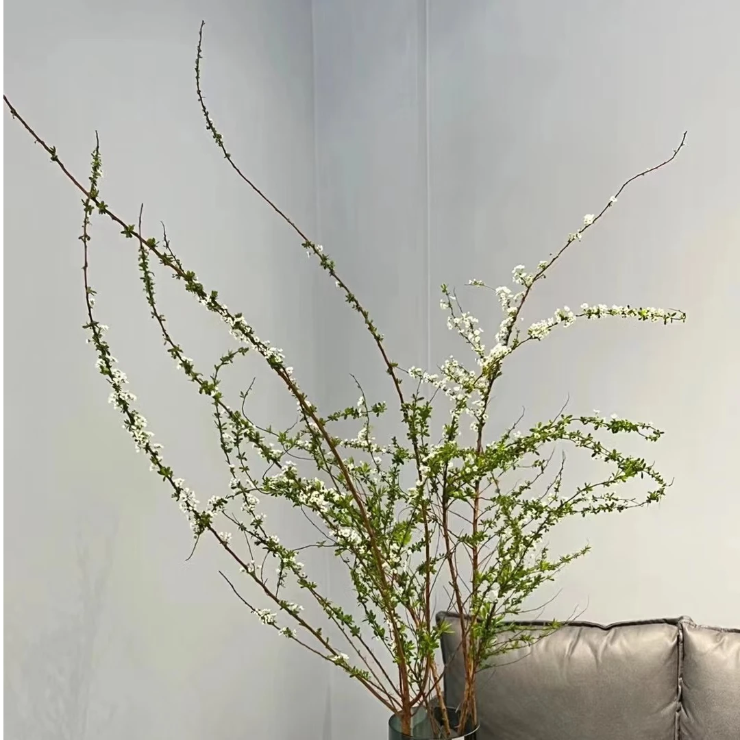 【年宵花】雪柳干枝水养插花水培植物鲜花室内水培绿植好养活