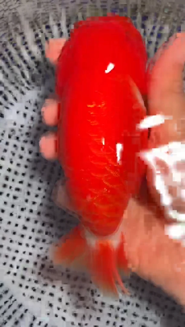 金鱼（运费自理，马印灯照射）福州追鱼兰寿金鱼