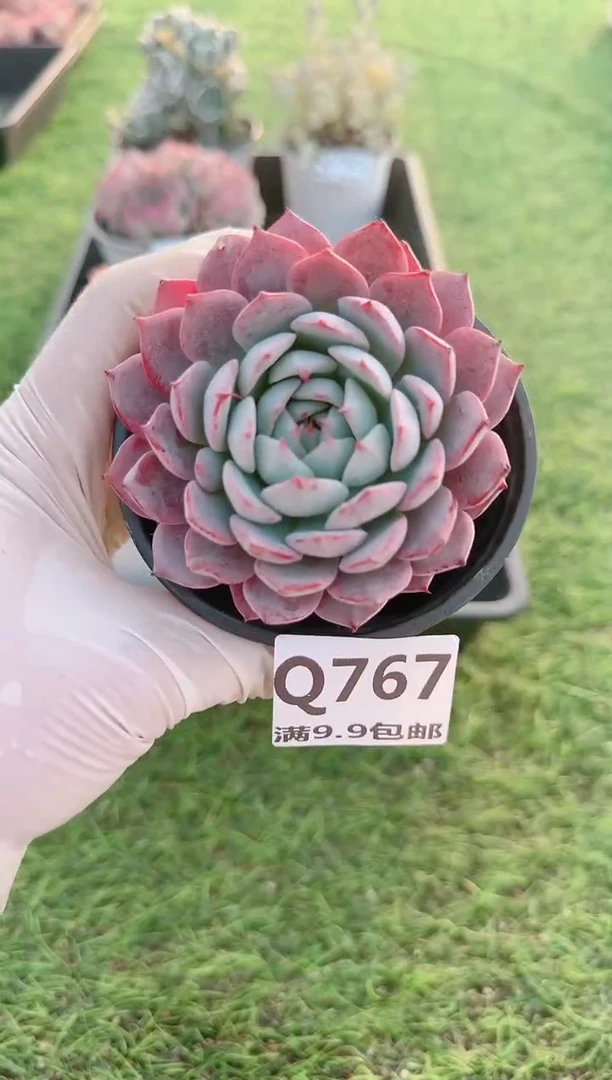 【闪购商品】梦会多肉一物一拍