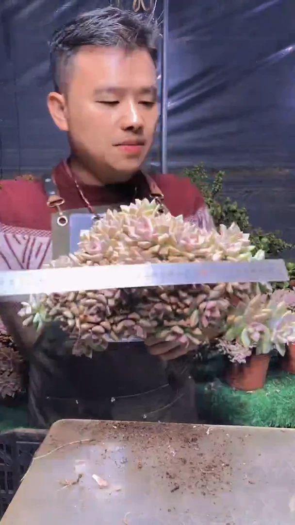 180淡雪缀化一物一拍