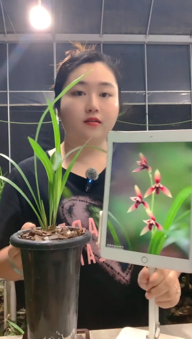 当前无花朵，栽培后可花朵安*赤城+120