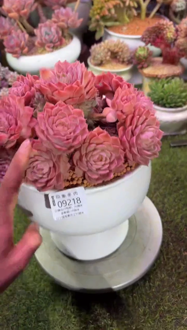 【闪购商品】09218