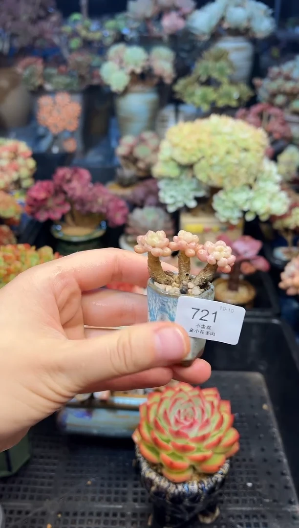 ?****?721           不带盆