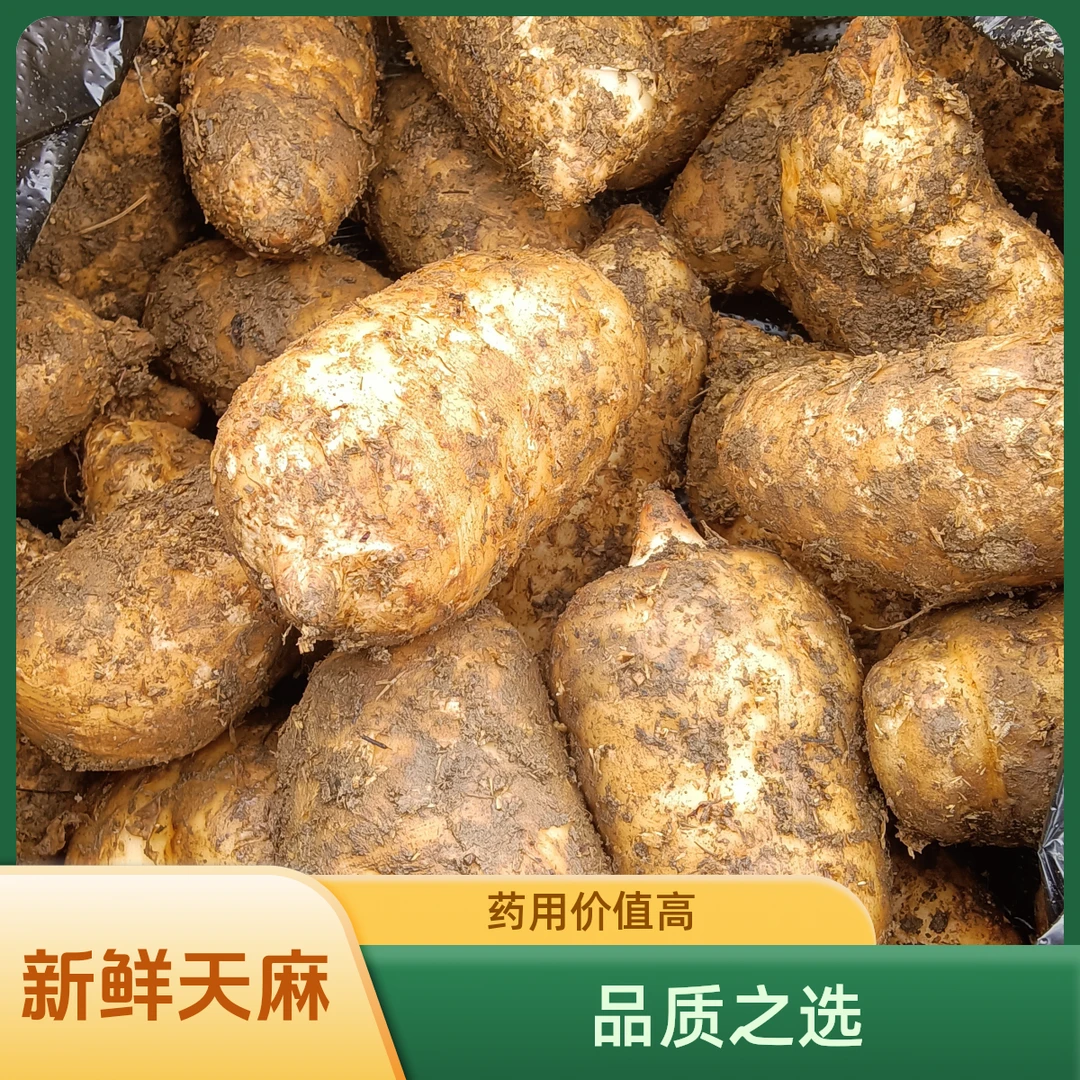中果／新鲜天麻4～6个／1斤