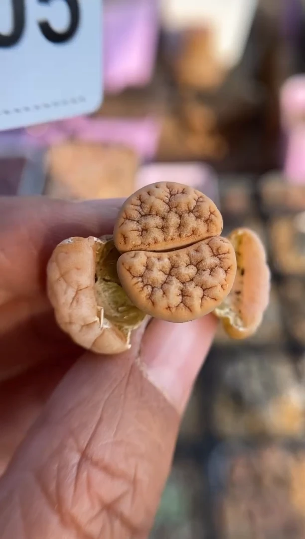 【闪购商品】9205直播一物一拍