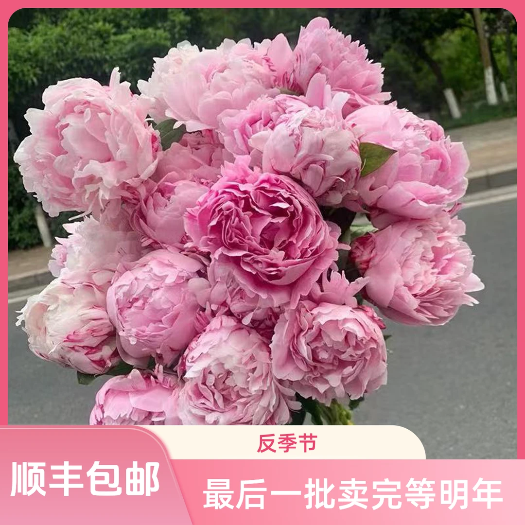 A级莎拉芍药鲜花 季节性花材 高端鲜切花 沙拉芍药 生日鲜花礼物