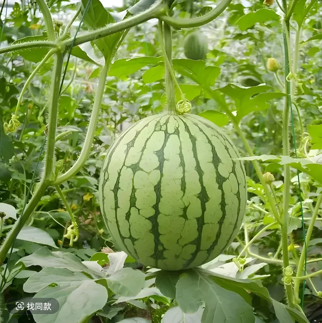 各种西瓜苗早春红玉8424甜王懒汉蔬菜植物嫁接苗四季阳台盆栽