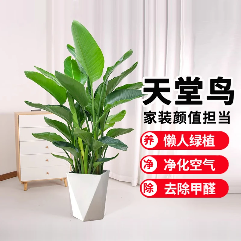 80至1米天堂鸟室内大型绿植净化空气美观易养