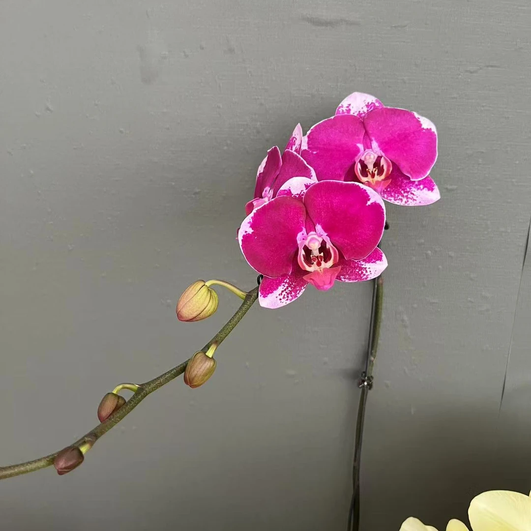 【SM007】3.5寸美少女  室内花卉精品蝴蝶兰