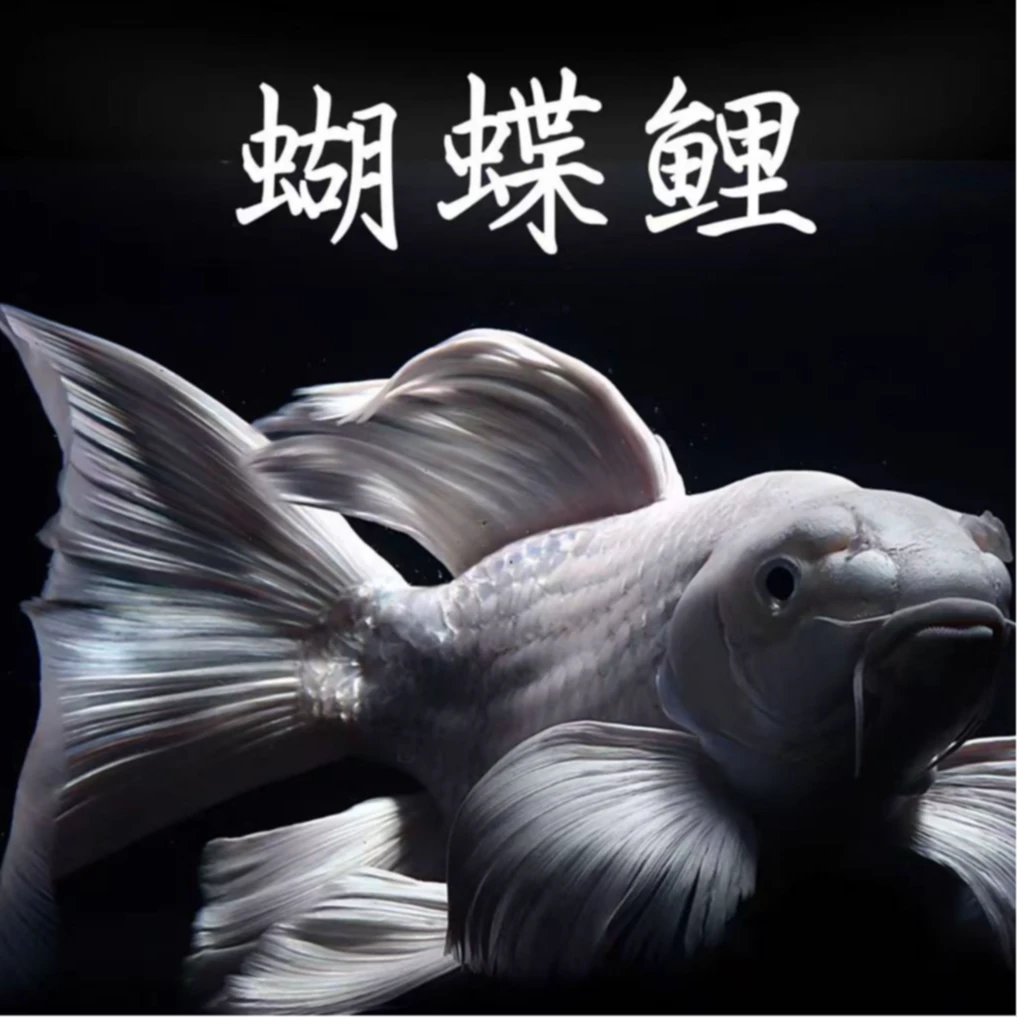 台湾赛级蝴蝶鲤白短观赏鱼鳍大尾大耐活好养13-15