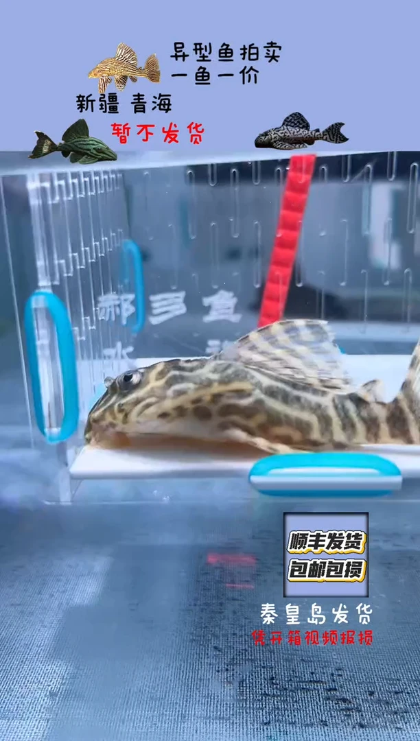 清道夫8+不包入缸损119