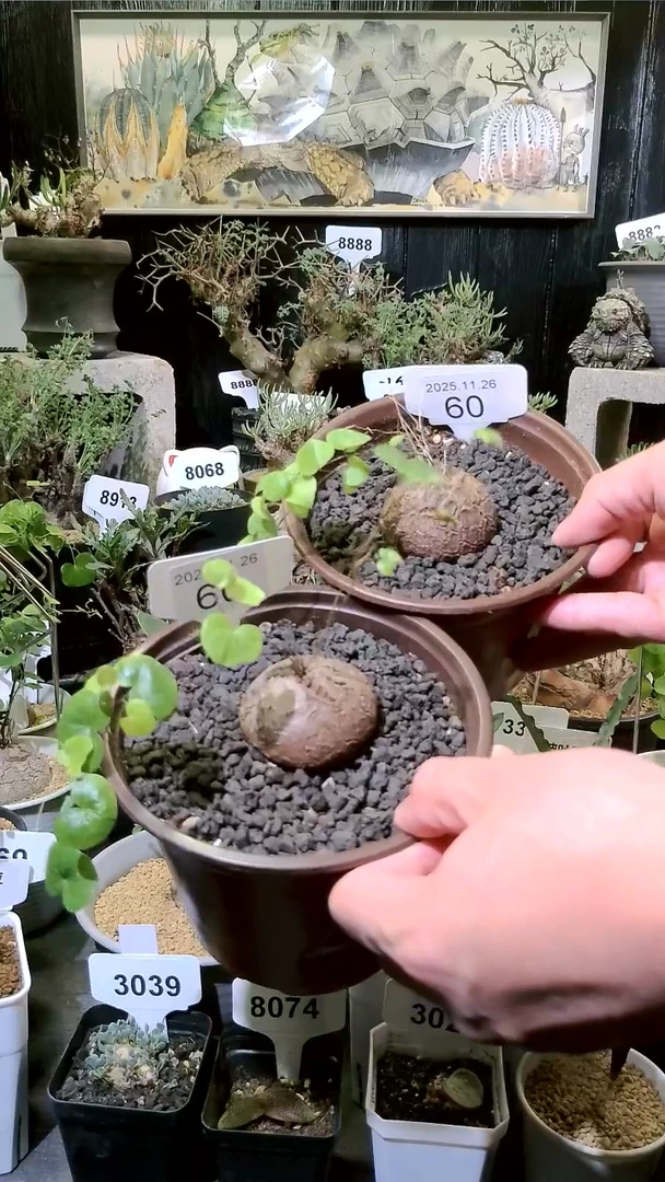 60号1126福利南非龟甲龙买一送一