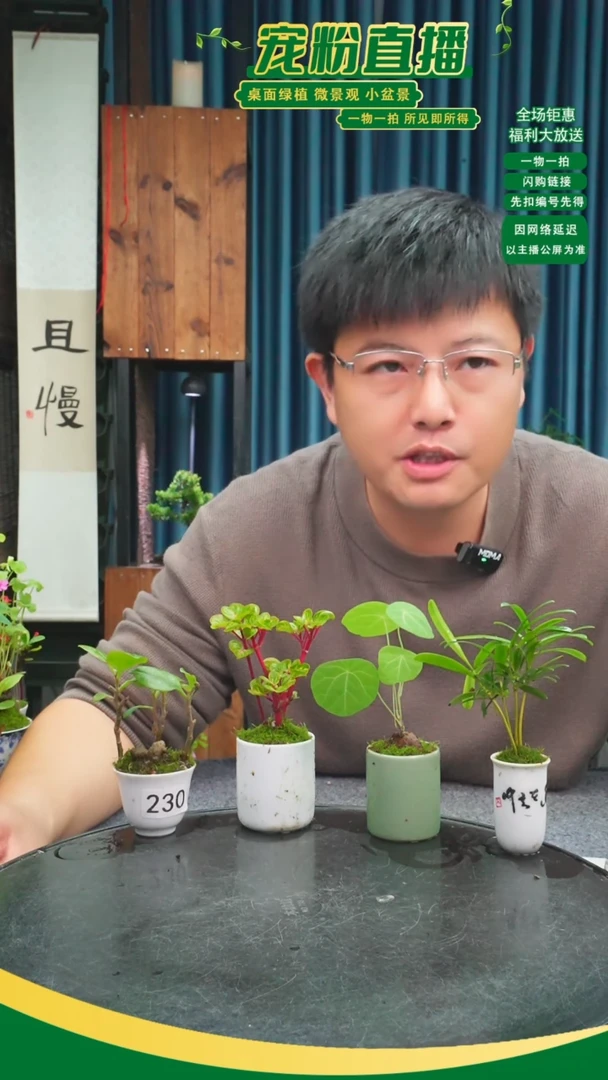无花朵小*盈苔藓微景观230号