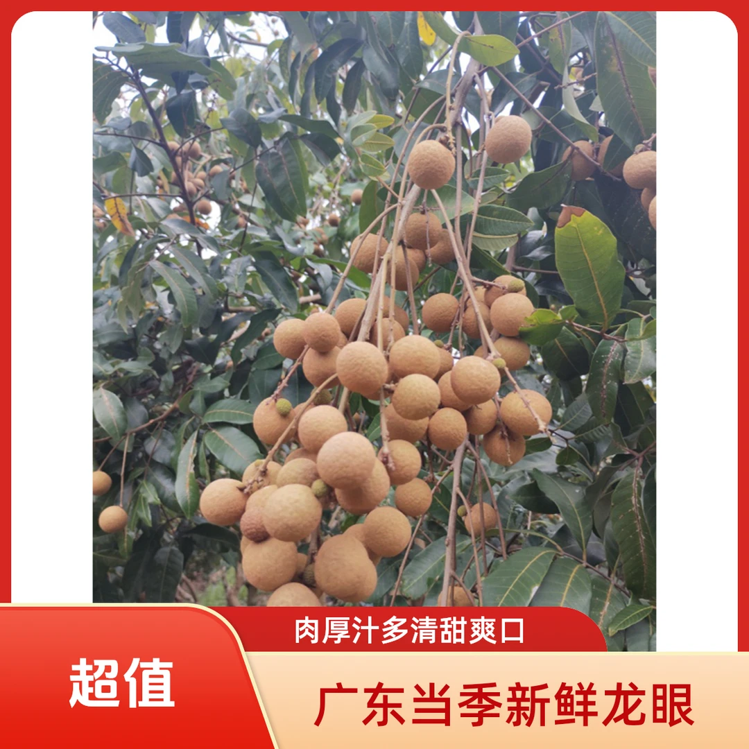 从化当季新鲜龙眼肉厚汁多清甜爽口顺丰冷链配送
