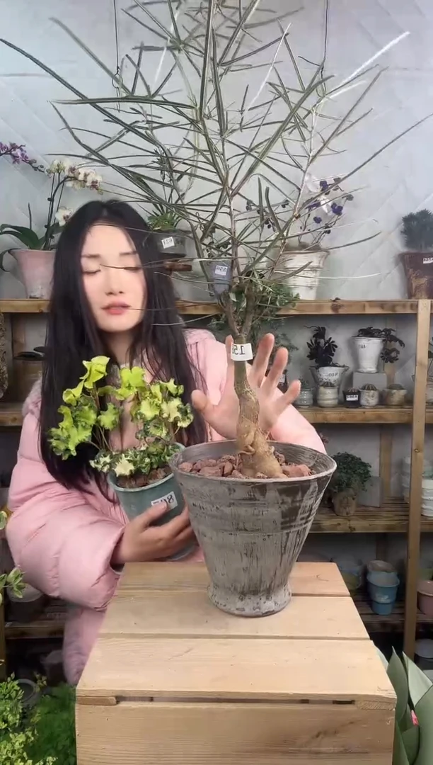 无花朵158昆士兰佛度树加盆一套    发顺丰