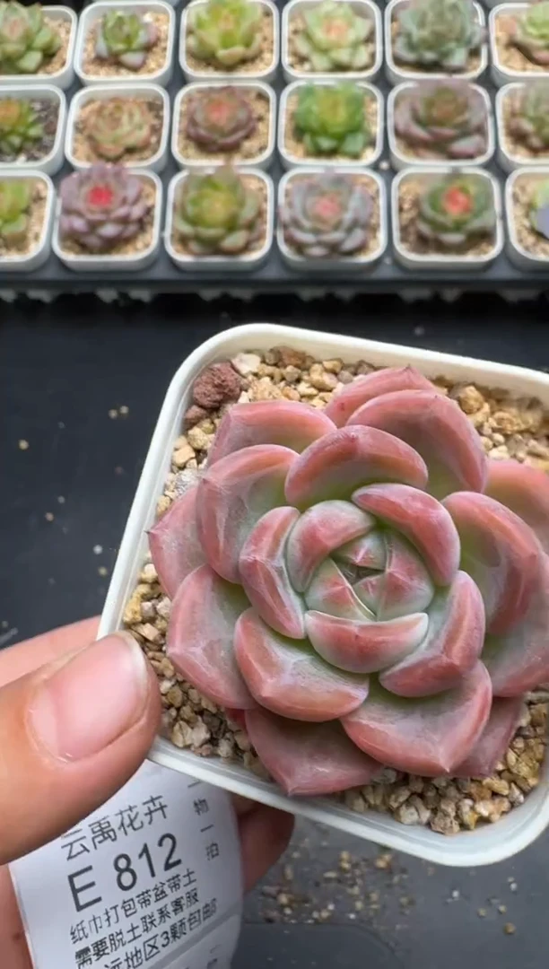 811E云禹多肉植物 带盆土纸巾打包 3颗包邮