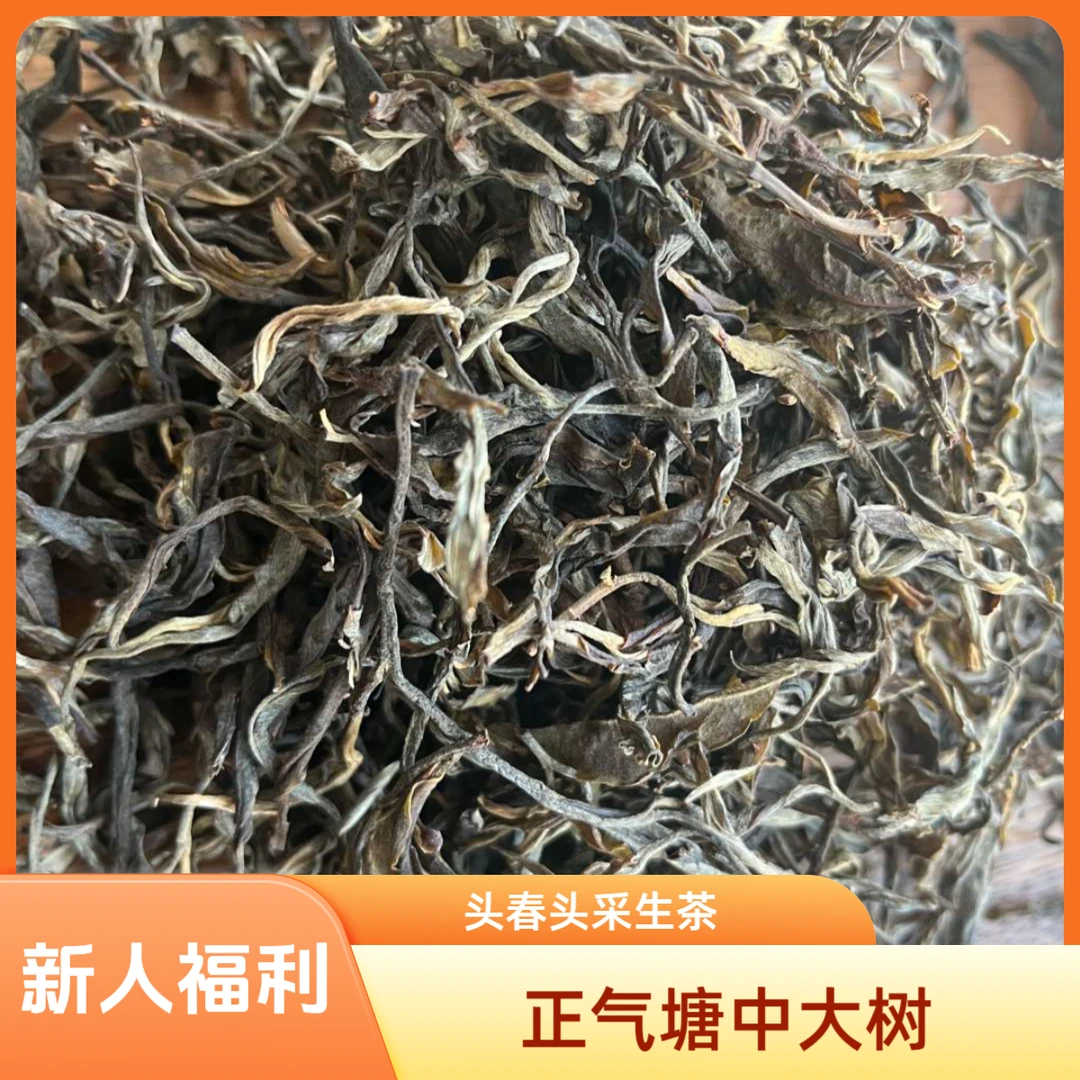 2022年正气塘中大树春茶散茶  拍一单到手200克 +100克小饼