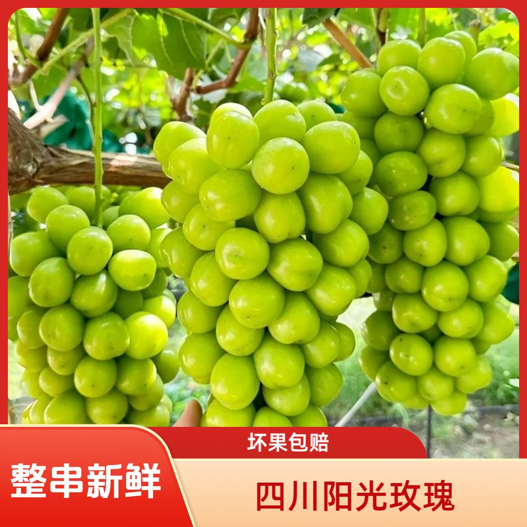 新鲜四川阳光玫瑰果园葡萄新鲜整串发货当季水果无籽青提肉厚多汁