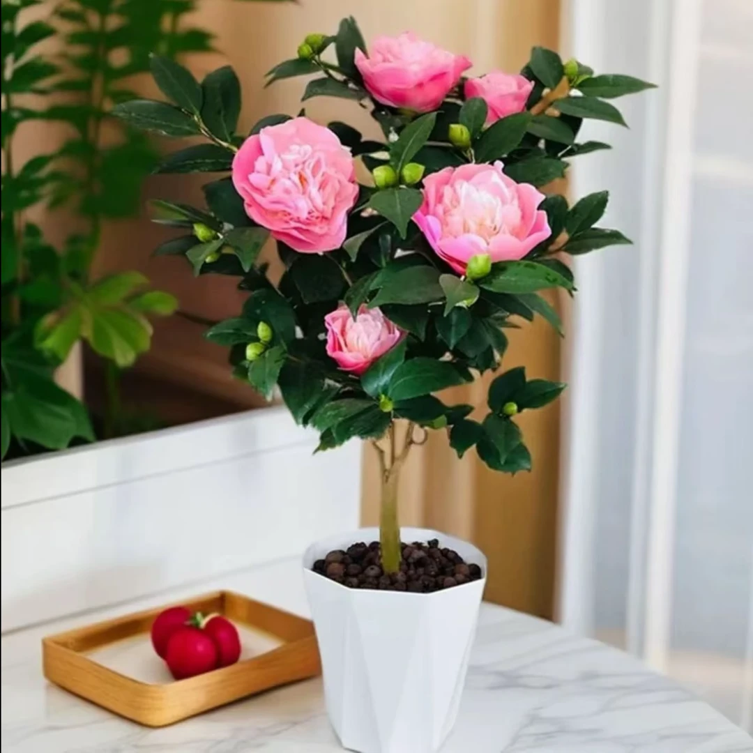 带花苞香妃茶花盆栽好养易活有香味可室内外养殖绿植花卉ZX