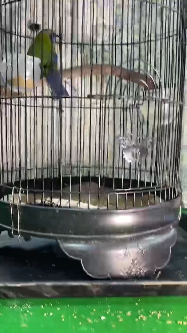 28号橙腹老毛养笼0元起拍