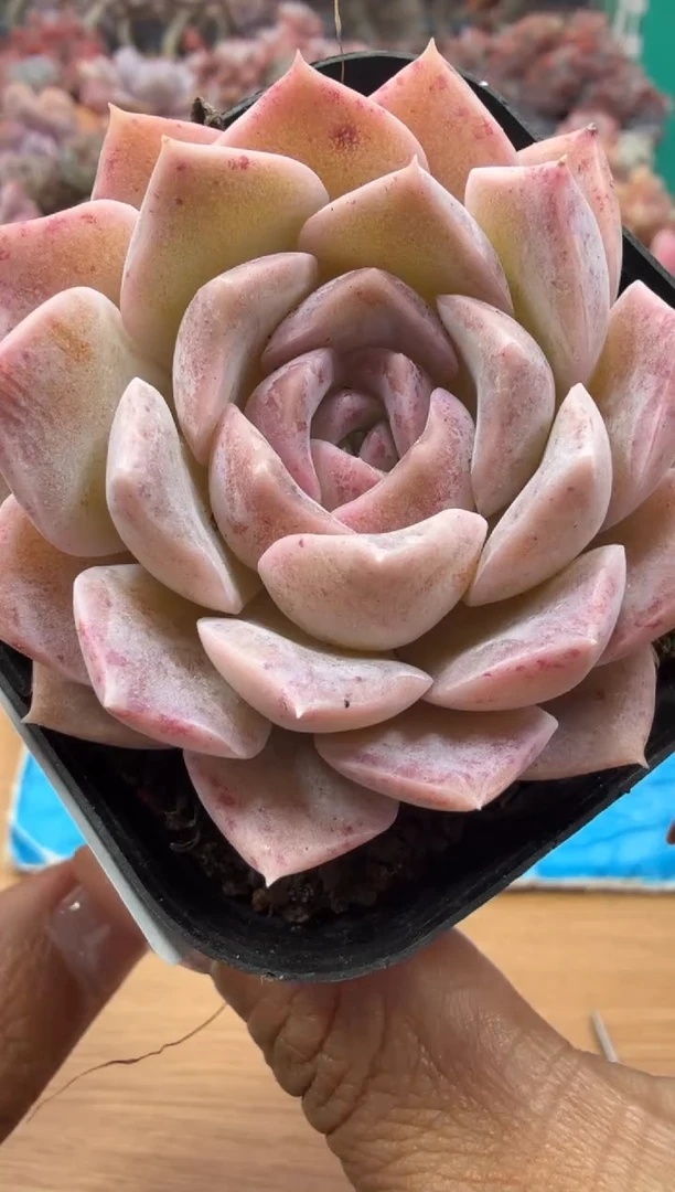 东云多肉园二店-06