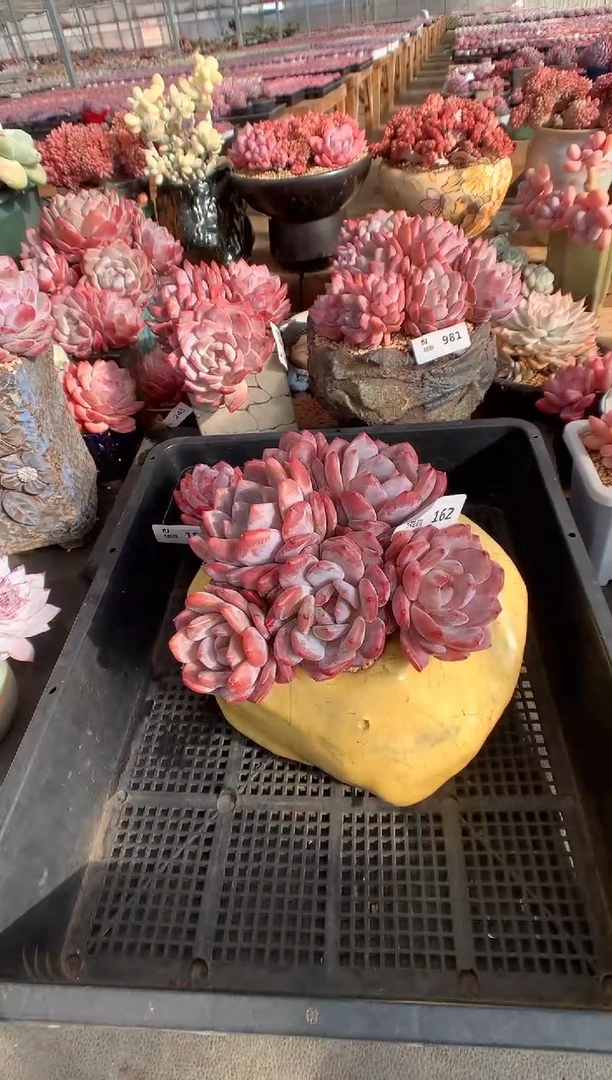 162韩橙一物一拍888