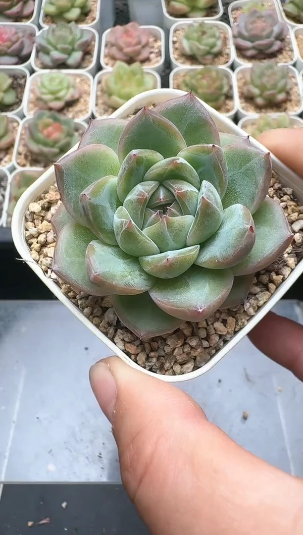 019D云禹多肉植物 带盆土纸巾打包 3颗包邮