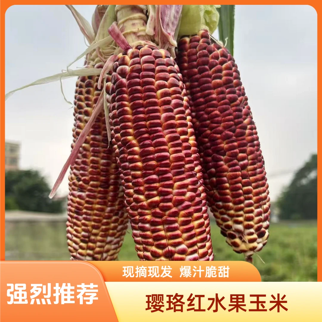 【青藏日记】xg璎珞红水果玉米非转基因脆甜多汁顺丰冷链包邮