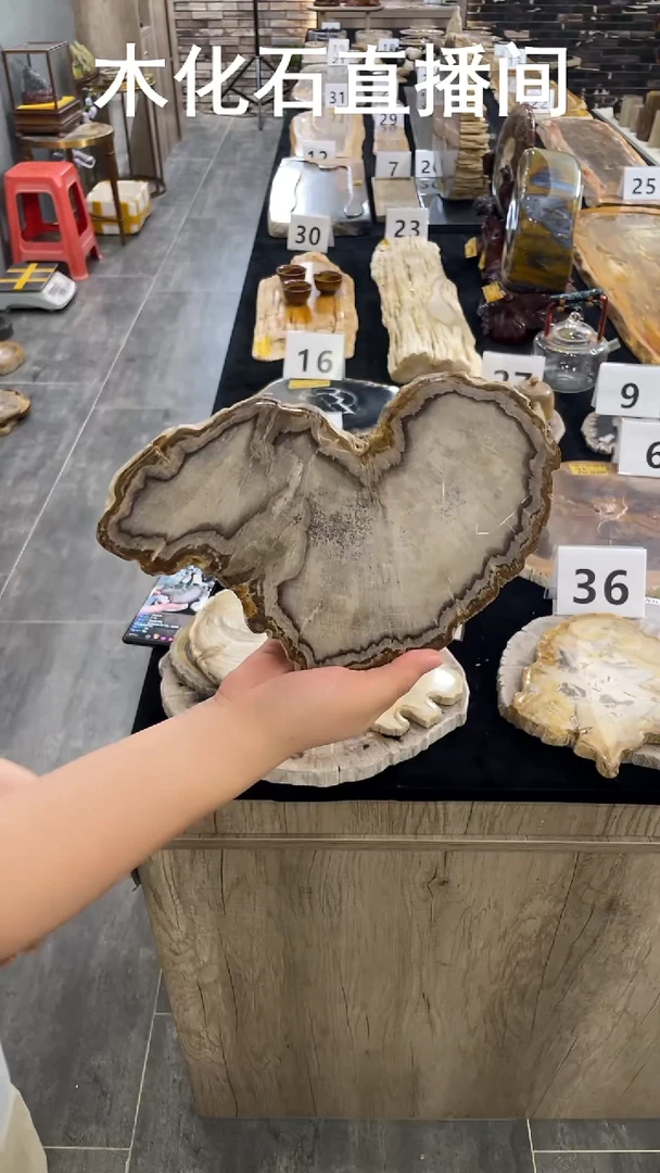 石材石*木化石切片干泡一件