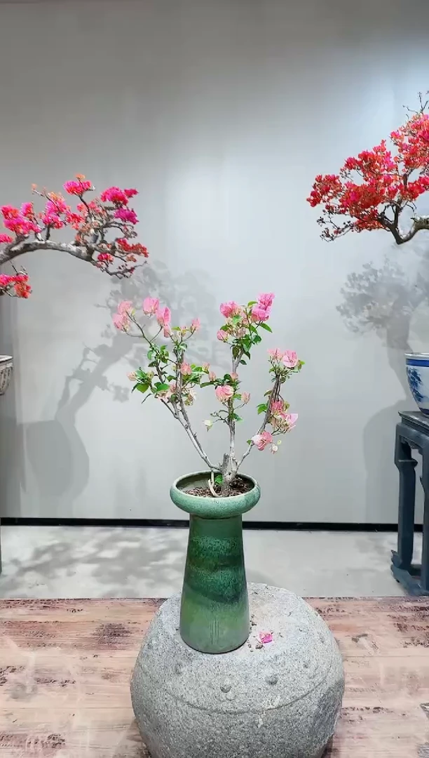 【闪购商品】盆景琉璃粉