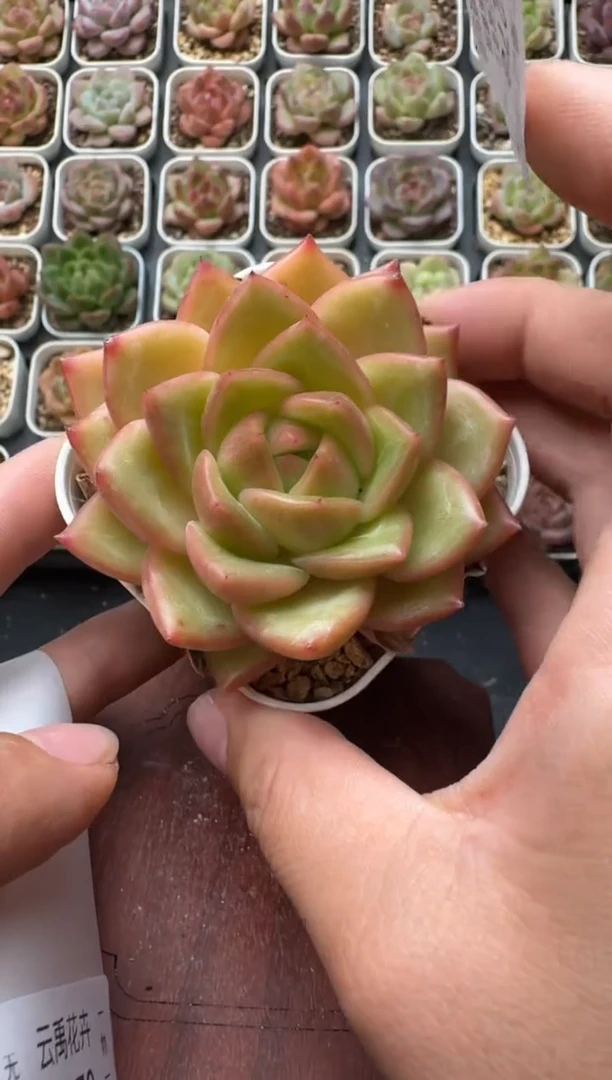 278M带盆土发 当场拍3颗以上包柚 多肉植物 一物一拍