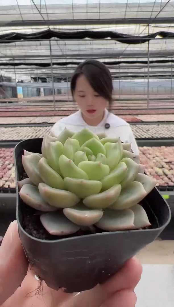 【闪购商品】新款多肉-2