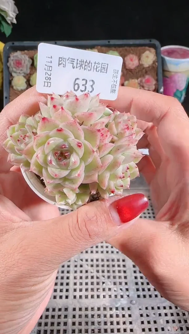 多肉1128-633群生不包整