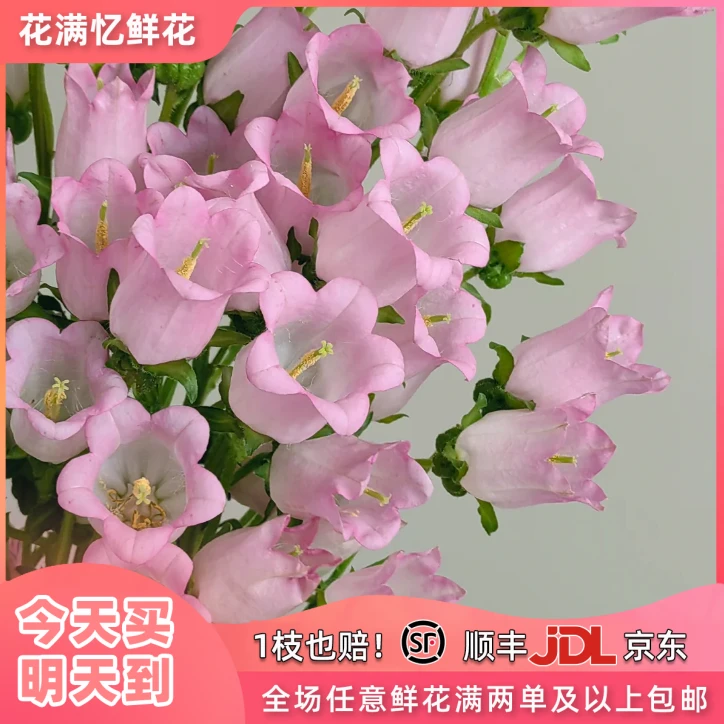 次日达-【粉色风铃花】一把粉色风铃花粉嫩粉嫩家居鲜花任意满两单顺丰包邮三单送花瓶今天拍明天到次日达