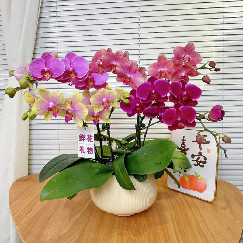 【全家福-蝴蝶兰】多色组合 高端鲜花 送礼 家居摆件 基地直发