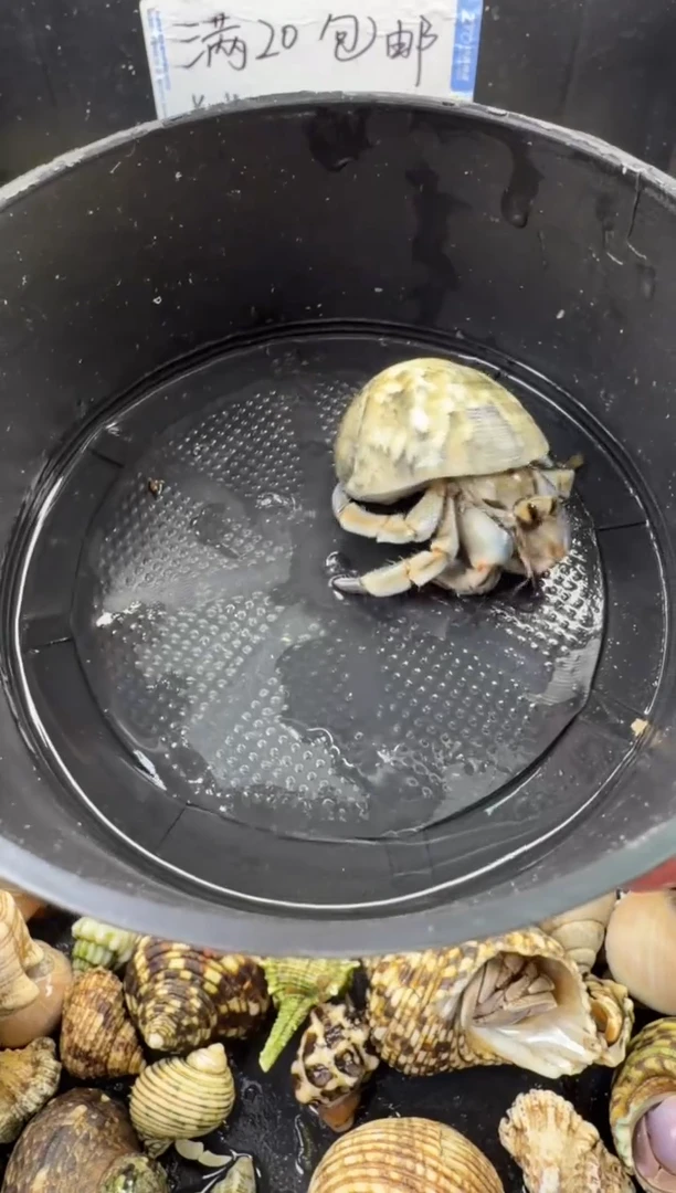 1.8紫陆豆一只，不包全品