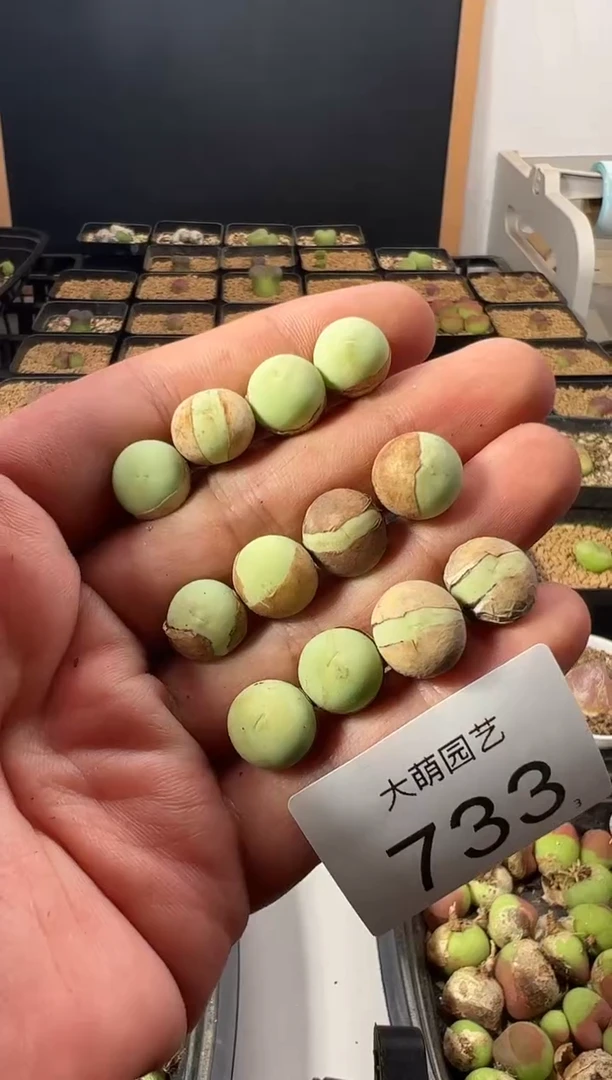 一物一拍                733