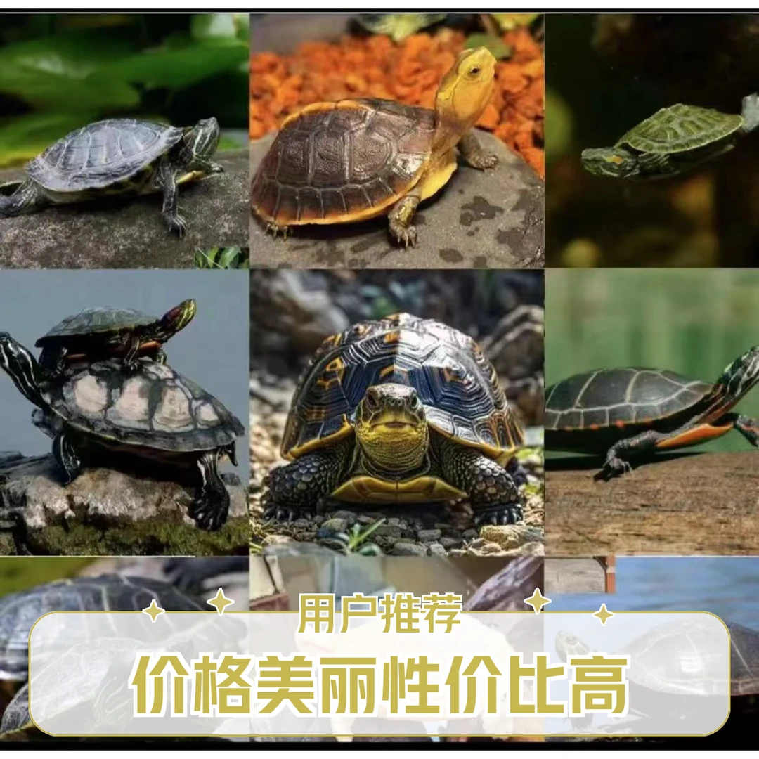 618精选宠物直播专用 以直播为准