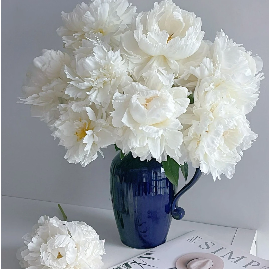 奶油碗进口芍药 菏泽基地直发