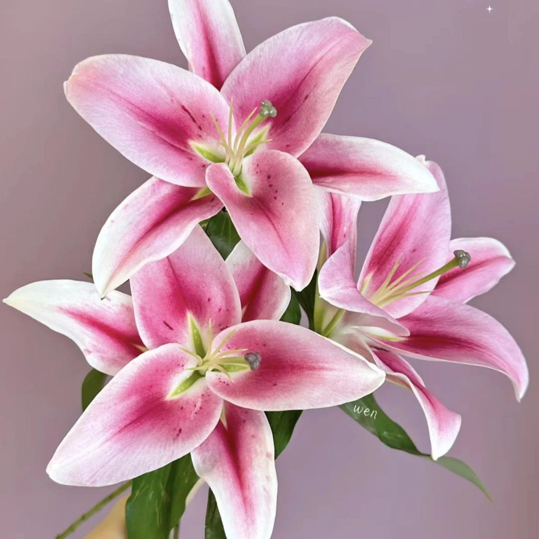 【花小梦】马伦革香水百合【5°以下需拍保温棉，否则冻坏不售后】