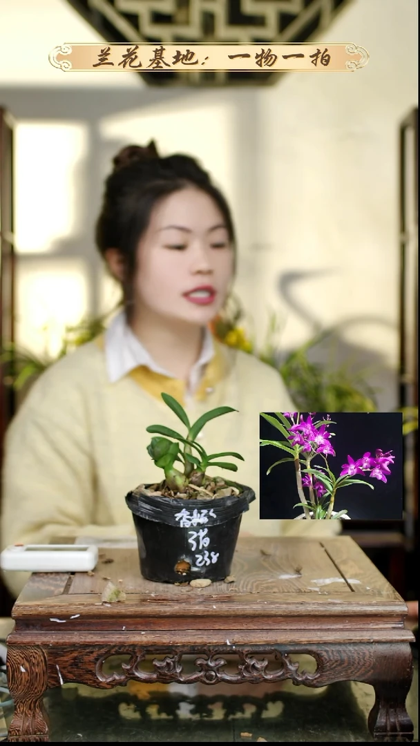 完全开放石斛3苗