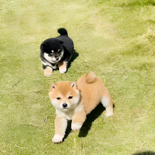 可爱萌宠旺宅柴犬豆柴崽崽小狗