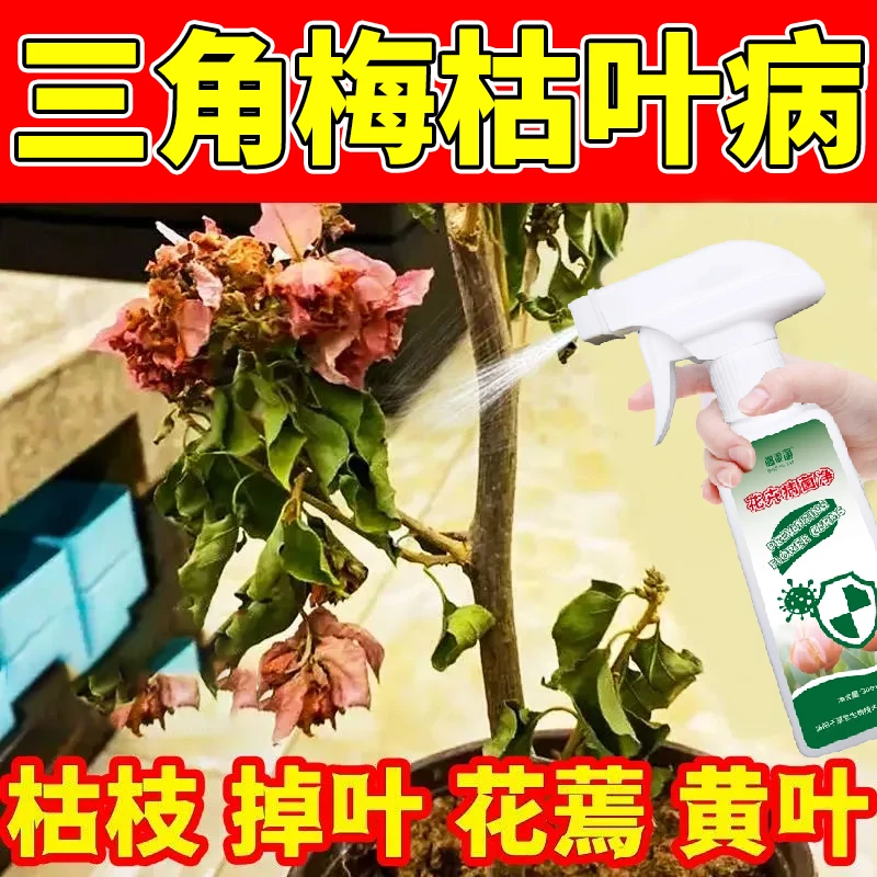 三角梅专用菌剂枯枝枯叶病掉叶花蔫黄叶病专用叶面肥花卉病菌净