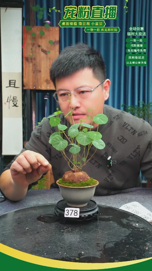 无花朵上***猫苔藓微景观378号