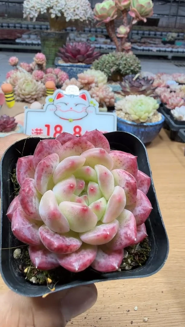 东云多肉园二店-64