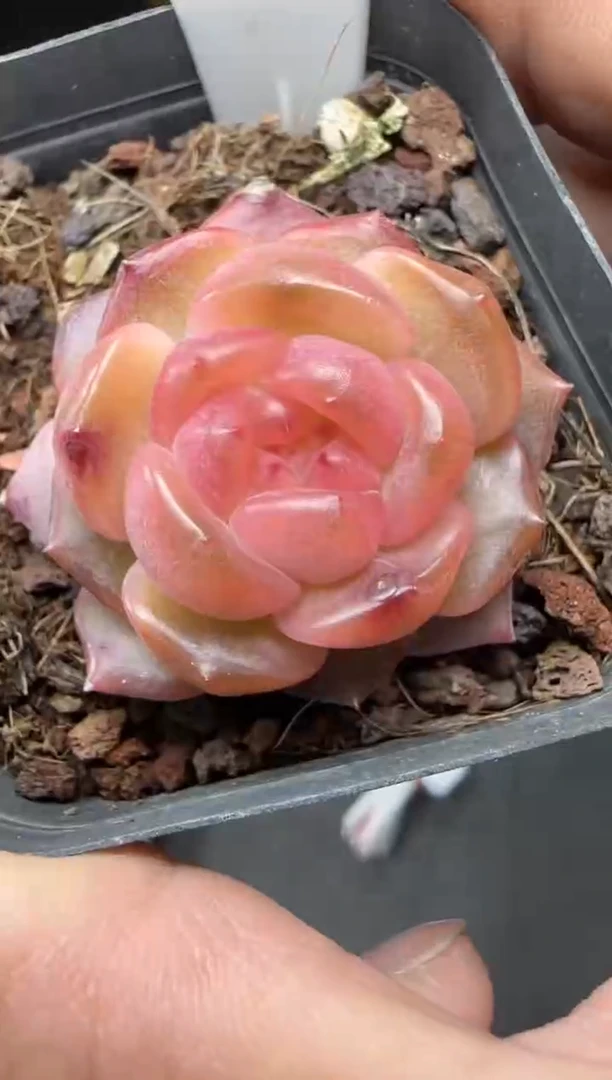 【闪购商品】一物一拍0304—6