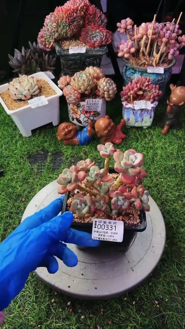 昆明印象多肉00331