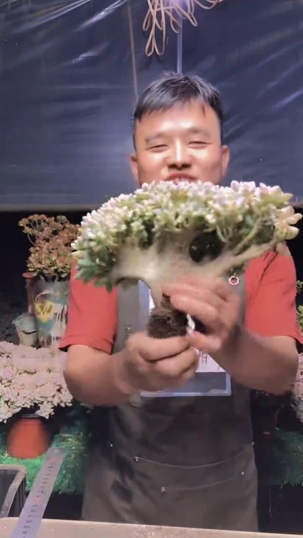 215淡雪缀化一物一拍