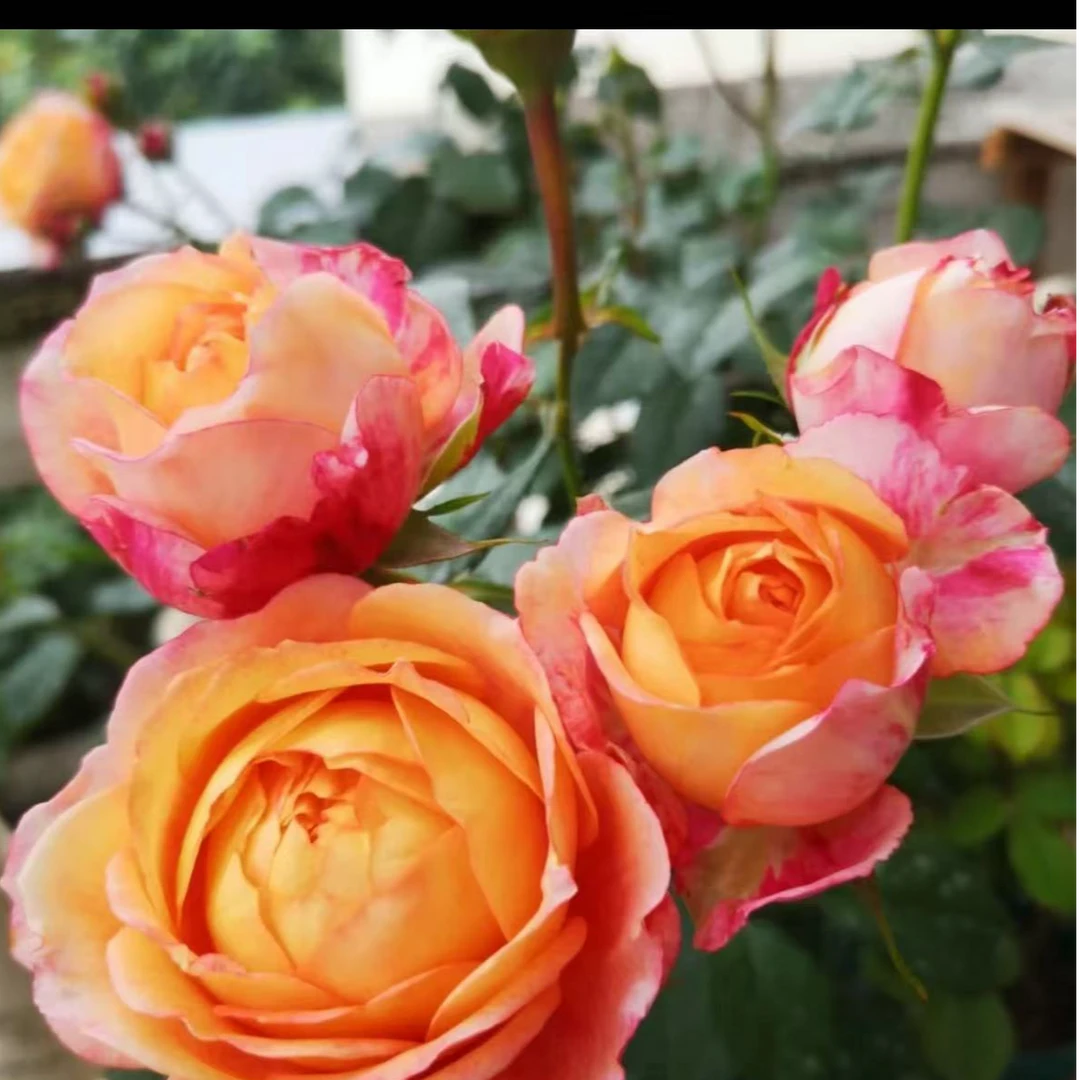 【大花美人】浓香大花切花月季新手易养耐晒耐寒庭院花卉多季节开花